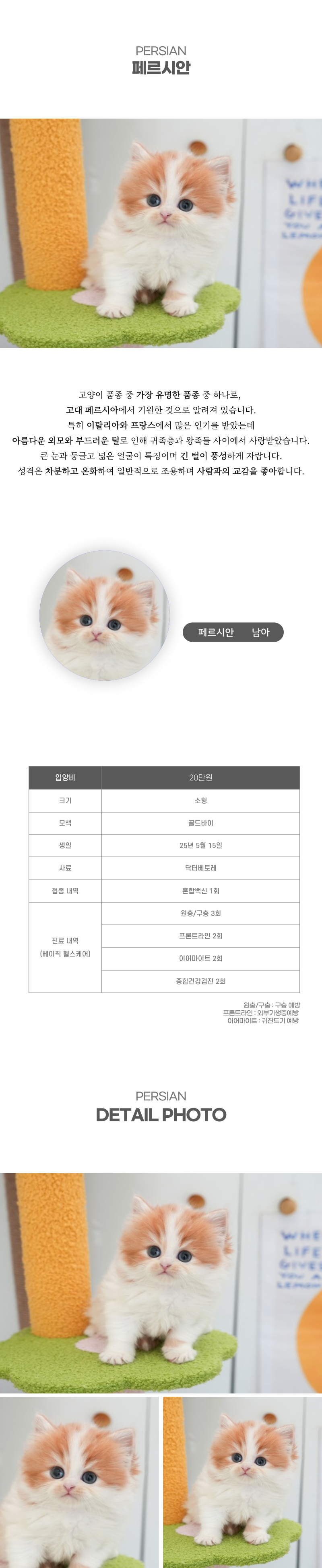 페르시안_상세이미지_2